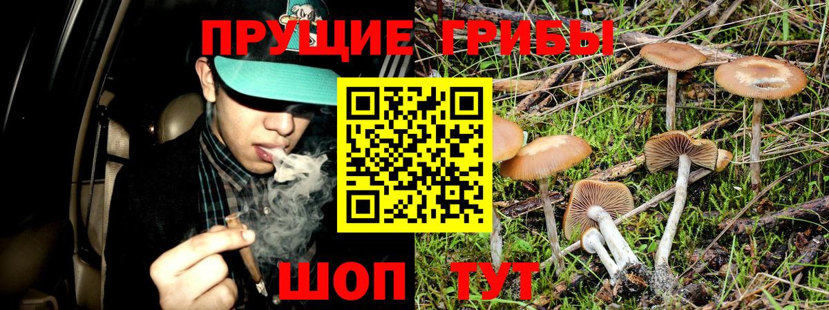 Пушкино  Псилоцибиновые грибы GOLDEN TEACHER  Вход с VPN 